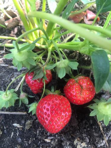 Strawberries in hoop house