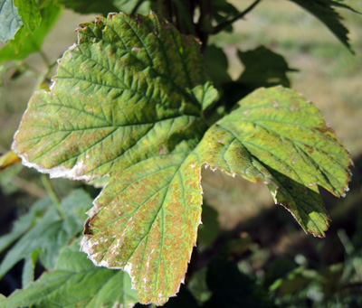 damage to hop leaves caused by twospotted spidermite feeding