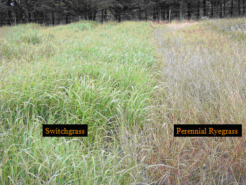 Switchgrass and perennial ryegrass