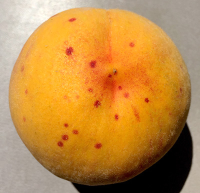 Red spots on peach.
