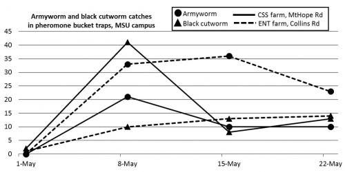 Graph of trap counts of armyworm and black cutworm catches in pheromone bucket traps during May 2016.