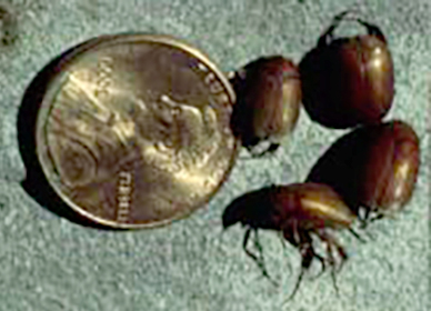 Asiatic garden beetle adults compared to a penny.