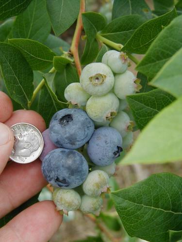 Early ripening blueberry fruit