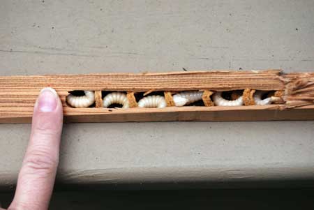 Carpenter bee larvae