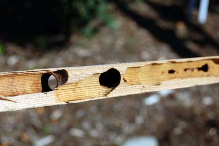 Carpenter bee larvae