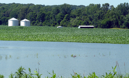 Flooding in a corn field.