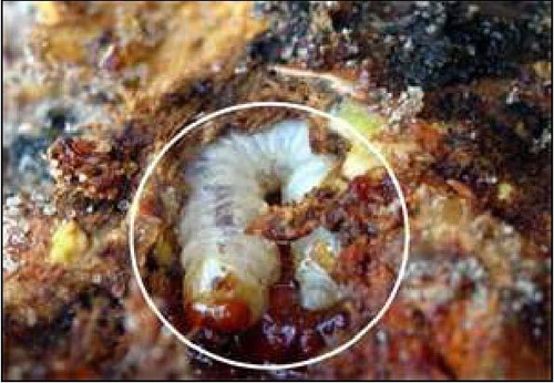 Peachtree borer larva