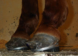 Hooves of a horse with laminitis.