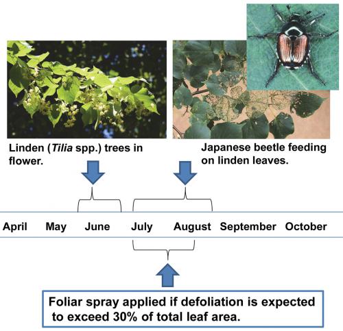Managing Japanese beetles on linden trees info graphic.