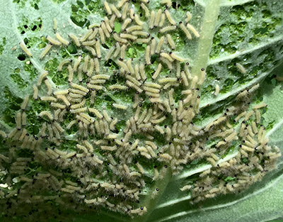 Moth larvae feeding.