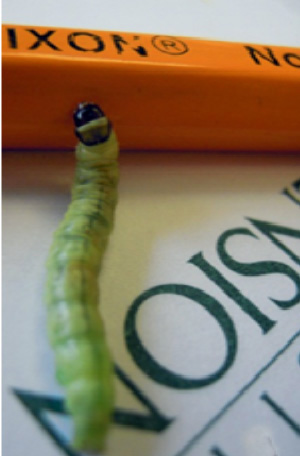 Oblique-banded leafroller larvae