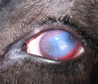 Cattle Pink Eye