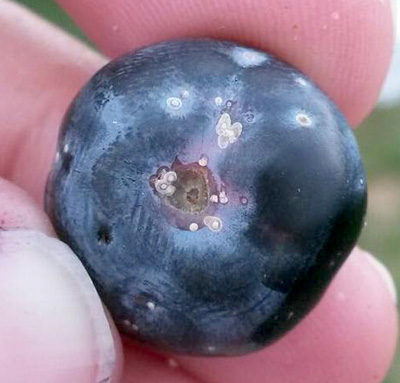 Putnum scale on blueberry fruit.