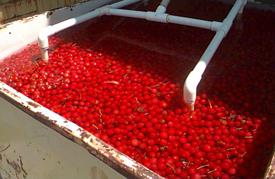 Tart cherries tank