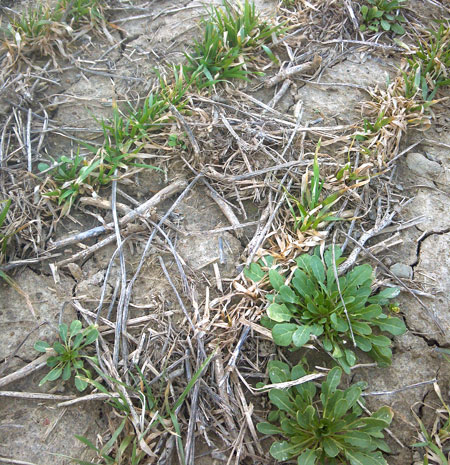 Weeds in wheat