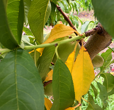 yellowing basal leaves on peach