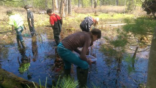 photo of MSUE class study of vernal pools