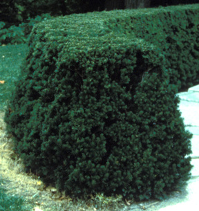 When pruning a hedge, as in this yew, be sure to allow the bottom to be wider than the top.
