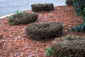 Because junipers need their new shoots for continued growth, hedging these shrubs will end in failure.